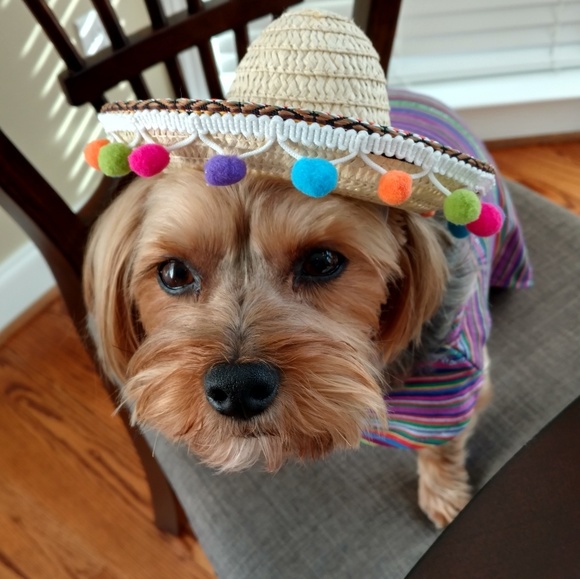 Meet your Posher, Sandi - Picture 1 of 1